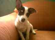 Remato mis bellas chihuahuitas batatas Remato mis bellas chihuahuitas batatas