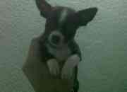 Chihuahuas 100% originales y juguetones Chihuahuas 100% originales y juguetones