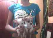 Vendo chihuahuas hembras Vendo chihuahuas hembras