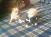 Ganga chihuahuas cabeza de manzana pura raza,nego… Ganga chihuahuas cabeza de manzana pura raza,nego…