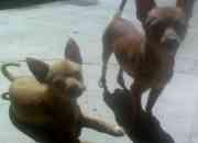 Vendo hermosa pareja de chihuahuas Vendo hermosa pareja de chihuahuas