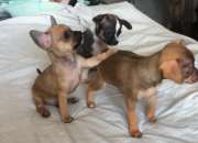 Chihuahuas cabezqa de manzana pura raza Chihuahuas cabezqa de manzana pura raza