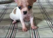 Ganga chihuahuas cabeza de manzana pura raza Ganga chihuahuas cabeza de manzana pura raza