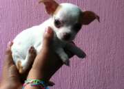 Lindisimos chihuahuas cabeza de manzana 100% puros Lindisimos chihuahuas cabeza de manzana 100% puros