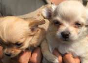 Cachorritos diversas razas vendo Cachorritos diversas razas vendo