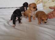 Chihuahuas cabeza de manzana pura raza Chihuahuas cabeza de manzana pura raza