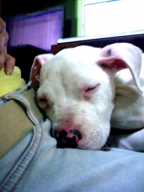 Dogo guatemalteco en Guatemala Animales / Mascotas 5448