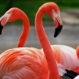 Se venden lindos Flamingos!!