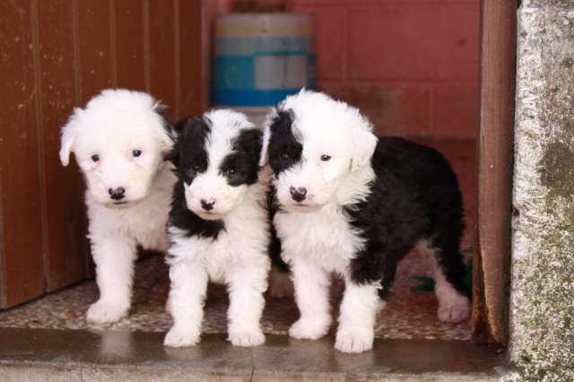 Cachorros Viejo Pastor Ingles