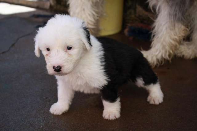 Venta de cachorros y perros de raza Viejo Pastor Ingles en Chiapas