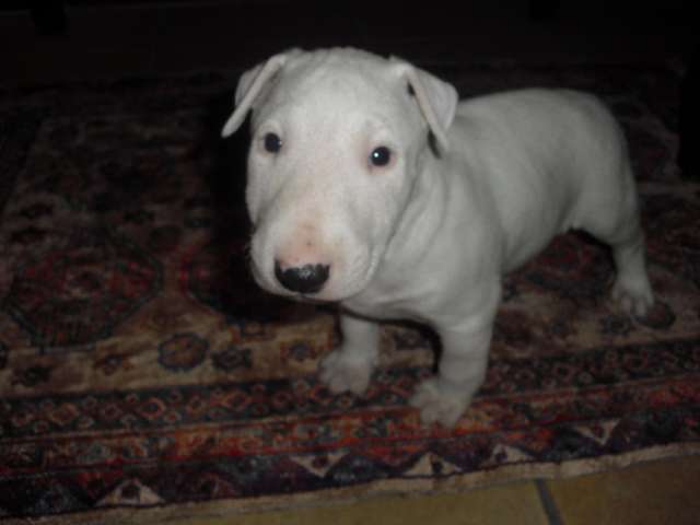 Vendo Chachorro Bull Terrier Ingles En Ciudad De Guatemala Animales Mascotas