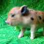 Vendo Mini Pig En Guatemala