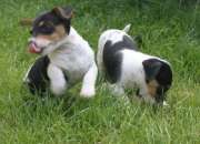 Cachorros jack russell Cachorros jack russell