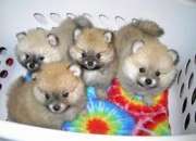 Tenemos pomerania calidad Tenemos pomerania calidad