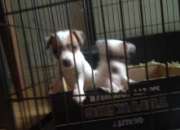 Masculino y femenino cachorros jack russell Masculino y femenino cachorros jack russell