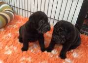 Magnificos cachorros shar pei Magnificos cachorros shar pei