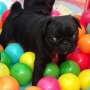 Tenemos 2 perritos del barro