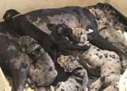 Arlequin gran dane cachorros Arlequin gran dane cachorros