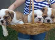 Bulldog ingles, cachorros Bulldog ingles, cachorros