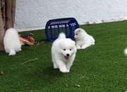 Cachorros samoyedo para adopcion Cachorros samoyedo para adopcion