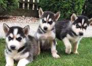 Regalo siberian husky cachorros para adopcion Regalo siberian husky cachorros para adopcion