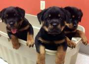 Rottweiler cachorros para la adopcion Rottweiler cachorros para la adopcion