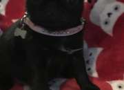 Calidad de pug chica Calidad de pug chica