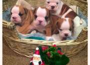 Bulldog ingles para adopcion Bulldog ingles para adopcion