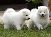 Samoyedo, impresionante camada Samoyedo, impresionante camada