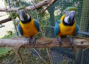 Hablar guacamayo azul y oro loros disponibles. Hablar guacamayo azul y oro loros disponibles.