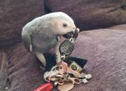 Muy triste venta de mi african grey. debido a un … Muy triste venta de mi african grey. debido a un …
