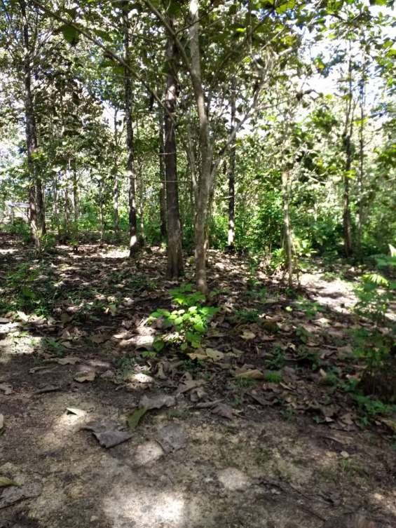 Finca en venta ubicada en la libertad, petén en Flores ...