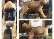 Cachorras boxer 2 meses ultimas 3 vacunadas ex… Cachorras boxer 2 meses ultimas 3 vacunadas ex…