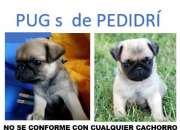 Cachorros con caracteristicas de su raza, registrados pug Cachorros con caracteristicas de su raza, registrados pug