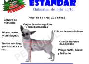 Perritos chihuahuenos listos para llevar a casa, … Perritos chihuahuenos listos para llevar a casa, …