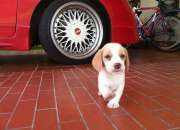 Cachorrita beagle pedigree azul de acangua. Cachorrita beagle pedigree azul de acangua.