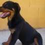 Vendo Cachorro ROTTWEILER